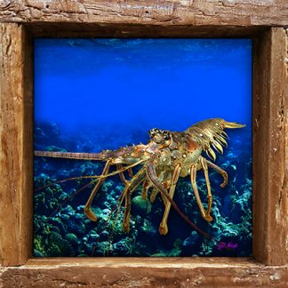 "Lobster in the Deep"