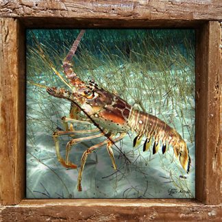 "Lobster in the Grass"