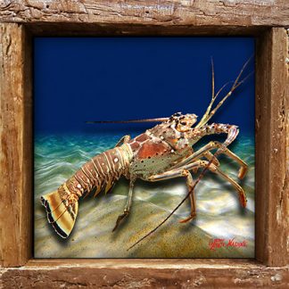 "Lobster in the Sand"