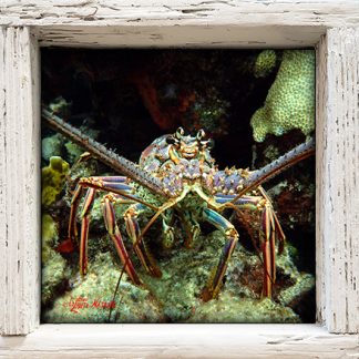 "Lobster on the Ledge"