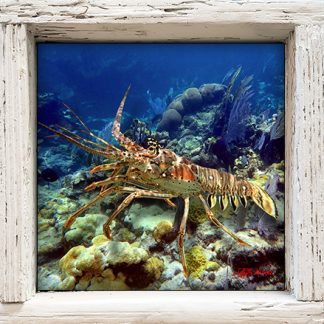 "Lobster on the Corals"