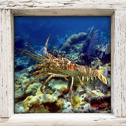 "Lobster on the Corals"