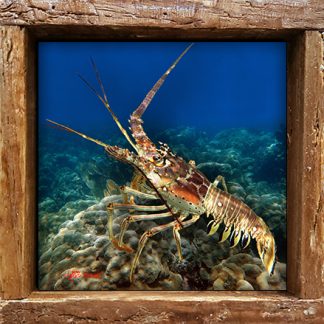 "Lobster on the Move"