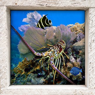 "Lobster on the Reef"