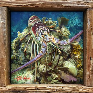 "Lobster on the Rocks"
