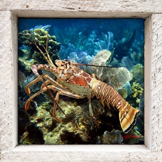 "Lobsta on the Rocks"