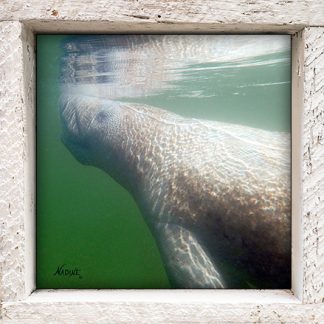 "Manatee at Surface"