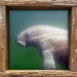 "Manatee in the Bay"