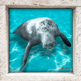"Manatee in the Shallows"