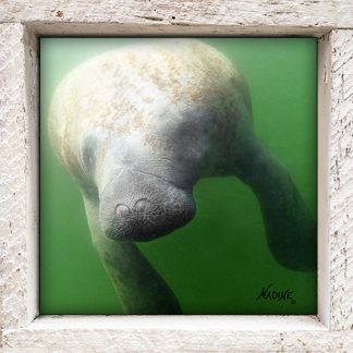 "Manatee on the Move"