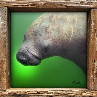 "Manatee Turning Right"