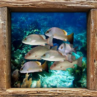 "Mangrove School"