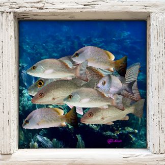 "Mangrove Snapper Montage"