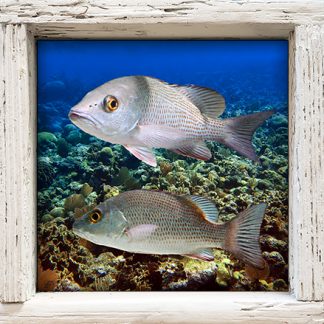 "Mangrove Snappers"