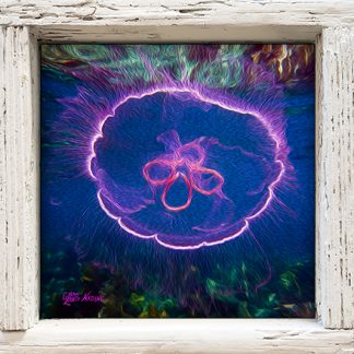 "Moon Jelly Oil"