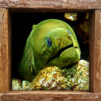 "Moray Eel 55"