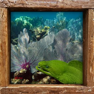 "Moray in the Seafans"