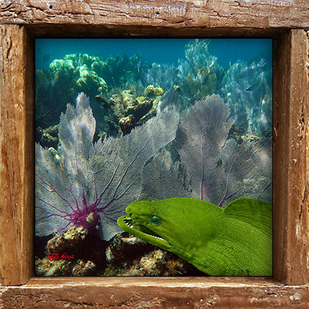 "Moray in the Seafans"