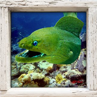 "Moray on the Reef"