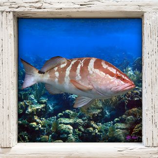 "Nassau Grouper"
