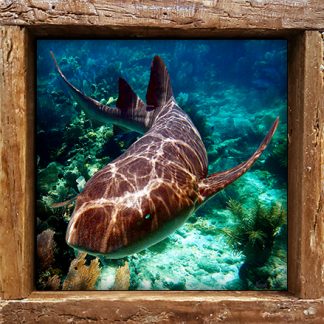 "Nurse Shark 1"