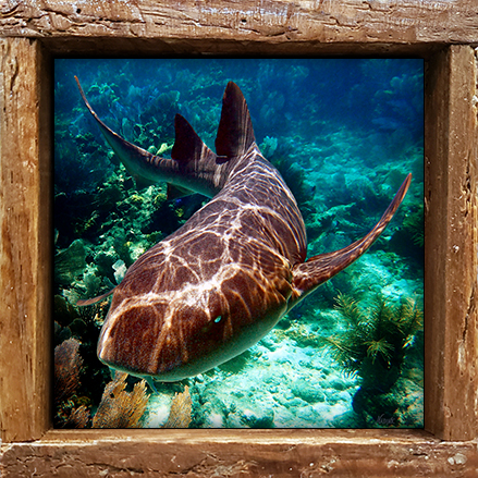 "Nurse Shark 1"