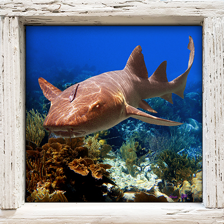 "Nurse Shark 3"