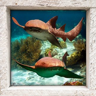 "Nurse Shark 2"