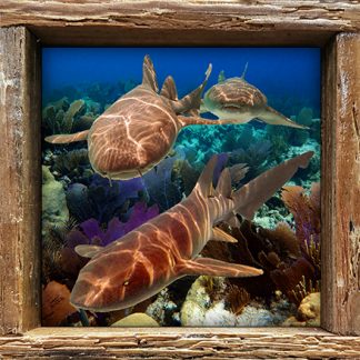 "Nurse Sharks"