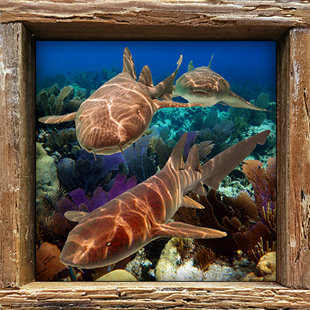 "Nurse Sharks"