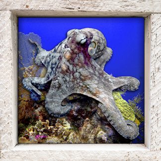 "Octopus Among the Corals"