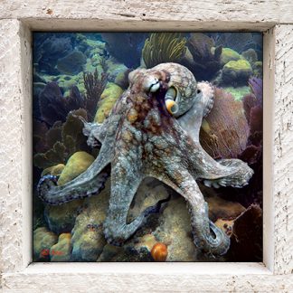 "Octopus Among the Seafans"
