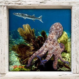 "Octopus and Barracuda"