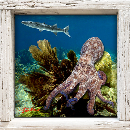"Octopus and Barracuda"