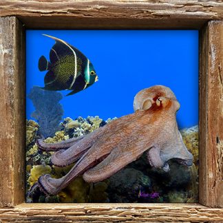 "Octopus and Frenchie"
