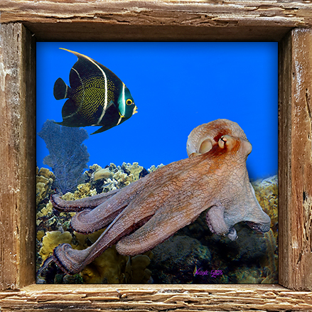 "Octopus and Frenchie"