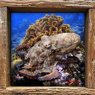 "Octopus Climbing the Corals"