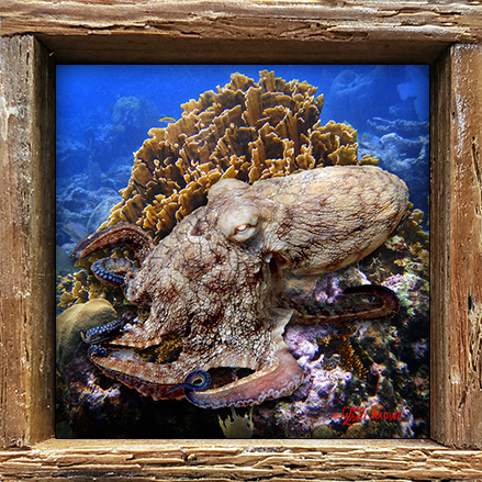 "Octopus Climbing the Corals"