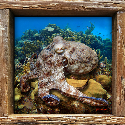 "Octopus in Aruba"