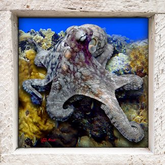 "Octopus in the Corals"