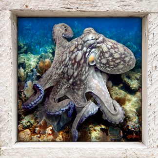 "Octopus in the Deep"