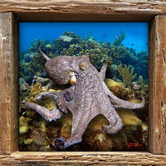 "Octopus on the Coral"