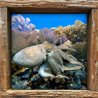 "Octopus on the Move"