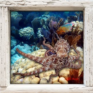 "Octopus Prowling"