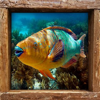 "Parrotfish 21"