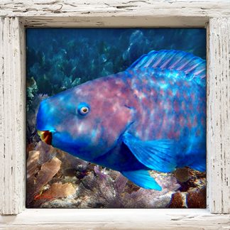 "Parrotfish 3"