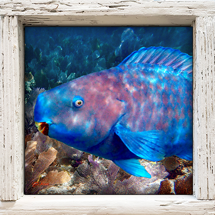"Parrotfish 3"