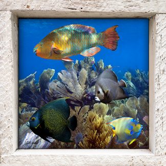 "Parrotfish and Angels"