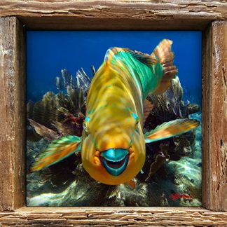 "Parrotfish Close Up"