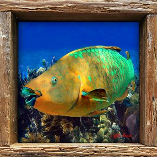 "Parrotfish in the Deep"